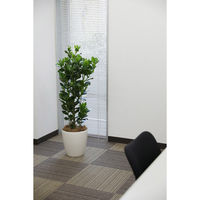 タカショー 観葉植物 クルシア ロゼア 高さ1100mm 8号 TKG-007 1鉢（直送品）