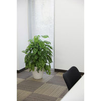 タカショー 観葉植物 マドカズラ 高さ1000mm 8号 TKG-010 1鉢（直送品）