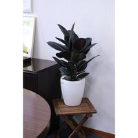 タカショー 観葉植物 フィカス エラスティカ バーガンディ 高さ700mm 7号 TKG-003 1鉢（直送品）