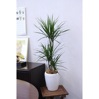 タカショー 観葉植物 ドラセナ コンシンネ 高さ700mm 7号 TKG-005 1鉢（直送品）