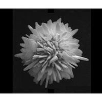 化研テック TKペースト(熱硬化銀ペースト) 10g CR-2800 1本(10g) 62-6250-84（直送品）