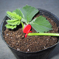 槍木産業 槍木 ミニプラ君 赤 2000本入 2058058 1袋(2000本入)（直送品）