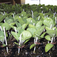 槍木産業 ミニピンペーパー 10cm 2058056 1袋（直送品）