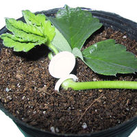 槍木産業 槍木 ミニプラ君 白 2000本入 2058059 1袋(2000本入)（直送品）