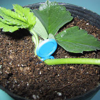 槍木産業 槍木 ミニプラ君 青 2000本入 2058060 1袋(2000本入)（直送品）