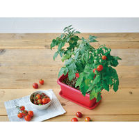 聖新陶芸 GD-93102 エンジョイベジ ミニトマト 1セット（直送品）