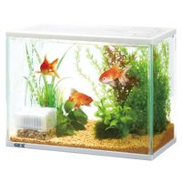 金魚元気 ぶくぶく 水キレイセット S 1台 ジェックス