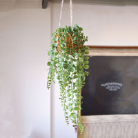 【軒先渡し】 ストア・エキスプレス ハンギング グリーンバスケット ペペロミア 1個 8188-356 61-819-90-3（直送品）