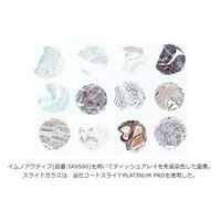 マツナミ イムノアクティブ抗原賦活化液 500mL IA6500 1本 67-8067-19（直送品）