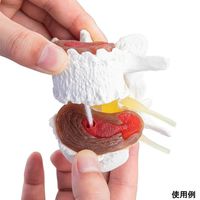 アズワン 椎間板変性症モデル 7577 1個 8-637-01（直送品）