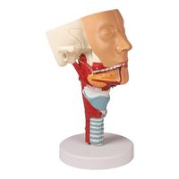 アズワン 喉と喉頭モデル C133 1個 8-638-01（直送品）