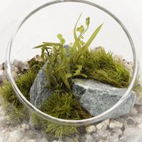 プリザーブドモス（S） グレー LAKOLE/ラコレ