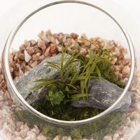 プリザーブドモス（S） ブラウン LAKOLE/ラコレ