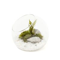 プリザーブドモス（S） ホワイト LAKOLE/ラコレ