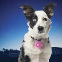 ナイトアイズ NITE IZE 犬用 スポットリット ネオンピンク LED点滅ライト お散歩ライト 1個 プラッツ