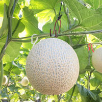 くだものの山長 高知県産マスクメロン 2玉(化粧箱) 4582626933147 1箱（直送品）