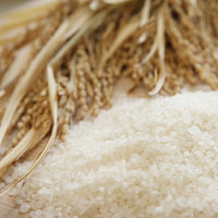 吉兆楽 熊本県産 森のくまさん4kg ts-027 1箱（直送品）