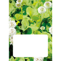 ダイオーミウラ お薬手帳(通常)40頁 クローバー 59353 1包(50冊)