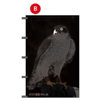 フラッグ・タナカ タカの目ギョロリ(カラス被害防止の旗) B 1枚（直送品）
