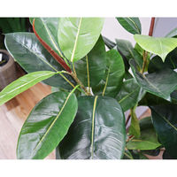 アスカ商会 ラバーツリー(ポット付) A-50802-051A 1個（直送品）