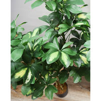 アスカ商会 ベビーシェフレラ(ポット付) A-50757-051A 1個（直送品）