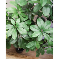 アスカ商会 シェフレラ(ポット付) A-50852-051A 1個（直送品）