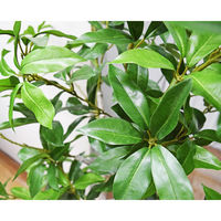 アスカ商会 ローレルツリー(ポット付) A-50912-051A 1個（直送品）