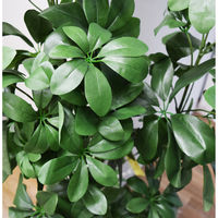 アスカ商会 シェフレラ(ポット付) A-50859-051A 1個（直送品）