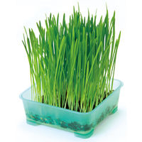 ペティオ ネコの元気草 健康な胃のために 1個