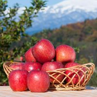 丸松青果 2024【御歳暮】のし付き いずみ会の山形県産サンふじ[2kg] 13252041 1箱（直送品）