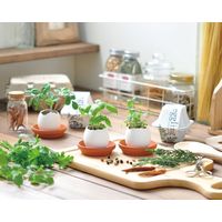 聖新陶芸 聖新 EG-4804 エッグリング エコ カクタス 1個（直送品）