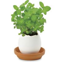 聖新陶芸 聖新 EG-5701 エッグリング ミント 1個（直送品）