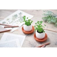 聖新陶芸 聖新 EG-49 エッグリング エコ 四葉のクローバー　1個（直送品）