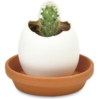 聖新陶芸 聖新 EG-5703 エッグリング カクタス　1個（直送品）