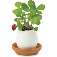 聖新陶芸 聖新 EG-5704 エッグリング ストロベリー　1個（直送品）