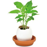 聖新陶芸 聖新 EG-5706 エッグリング チリペッパー　1個（直送品）