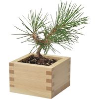 聖新陶芸 ソダテマス 盆栽セット 黒松 GD-84601 1個