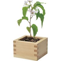 聖新陶芸 聖新 GD-84602 ソダテマス 盆栽セット 桜 1個（直送品）