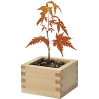 聖新陶芸 聖新 GD-84603 ソダテマス 盆栽セット もみじ 1個（直送品）