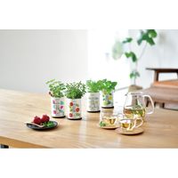 聖新陶芸 聖新 GD-90501 育てるフレーバー アップルミント 1個（直送品）