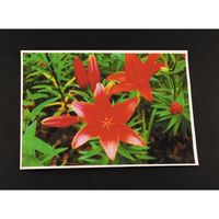 SAKAEテクニカルペーパー カラーレーザー用紙 LBP186CGA4S A4 50枚 LBP-186CG-A4S 1冊（直送品）