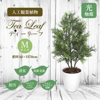 ササガワ フェイクグリーン・人工観葉植物 ティーリーフ Mサイズ 32-8714 1個（直送品）