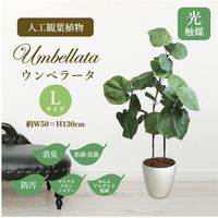 ササガワ フェイクグリーン・人工観葉植物 ウンベラータ Lサイズ 32-8722 1個（直送品）