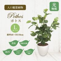 ササガワ フェイクグリーン・人工観葉植物 ポトス Lサイズ 32-8718 1個（直送品）