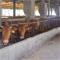 【簡易包装・ギフト】　パナックス　くまもとあか牛の切落し　ad-032　1個（直送品）