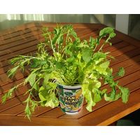 フォレスト カップサラダイタリアンサラダ 1セット入 4582255218318 1個（直送品）