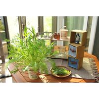 フォレスト カップサラダ水菜 1セット入 4582255218349 1個（直送品）