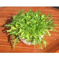 フォレスト ベビーリーフ イタリアンサラダ 1セット入 4582255218615 1個（直送品）