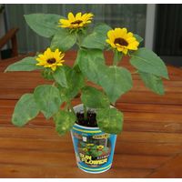 フォレスト カップフラワー ミニヒマワリ 1セット入 4582255218516 1個（直送品）