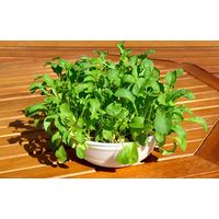 フォレスト ベビーリーフカップ ルッコラ 1セット入 4582255218653 1個（直送品）